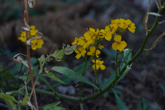Erysimum capitatum