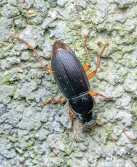 Pseudoophonus