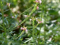 Oenothera gaura