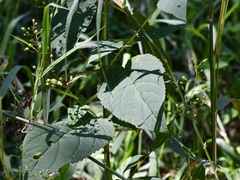 Scrophularia lanceolata