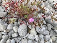 Geranium robertianum