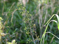 Scrophularia lanceolata