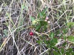 Nekemias arborea