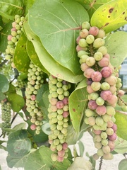 Coccoloba uvifera
