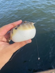 Sphoeroides maculatus