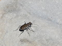 Cicindela repanda