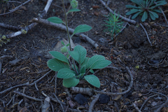 Phacelia