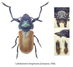 Labidostomis longimana