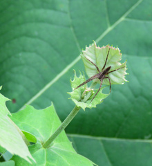 Pisaurina mira
