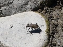 Cicindela repanda