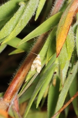 Aethes argentilimitana