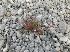 Geranium robertianum