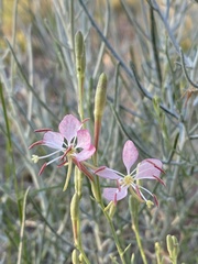 Oenothera suffrutescens