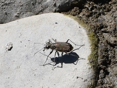 Cicindela repanda