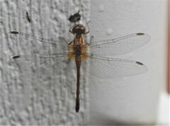 Sympetrum vicinum