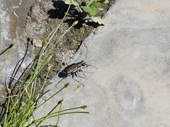 Cicindela repanda