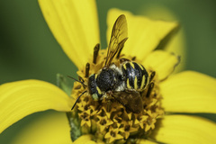 Anthidium oblongatum