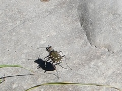 Cicindela repanda