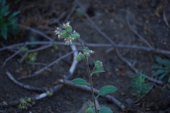 Phacelia