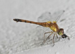 Sympetrum vicinum