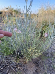 Oenothera suffrutescens