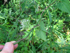 Mikania scandens
