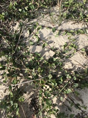 Cissampelos capensis