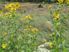 Helianthus tuberosus