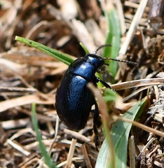 Chrysolina haemoptera