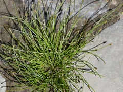 Eleocharis