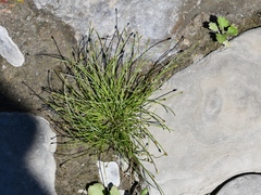 Eleocharis