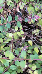 Symphoricarpos orbiculatus