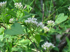 Mikania scandens