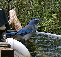 Aphelocoma woodhouseii