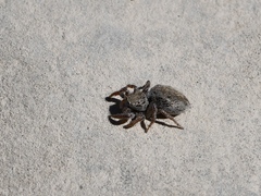 Habronattus