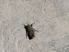 Tetrigidae