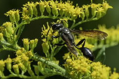 Isodontia