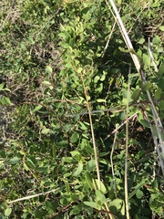 Cissampelos capensis