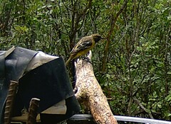Icterus parisorum