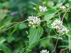 Mikania scandens