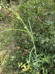 Lactuca graminifolia