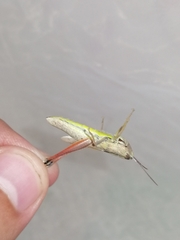 Chorthippus albomarginatus