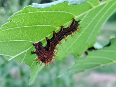 Polygonia