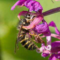 Dolichovespula norvegicoides