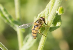 Eupeodes latifasciatus