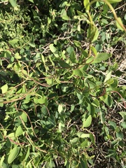 Cissampelos capensis