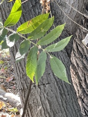 Juglans hindsii