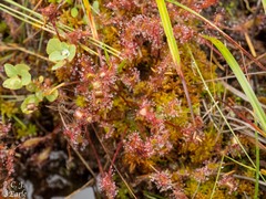 Drosera anglica