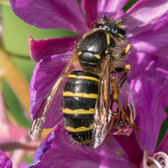 Dolichovespula norvegicoides