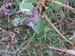 Silene dioica